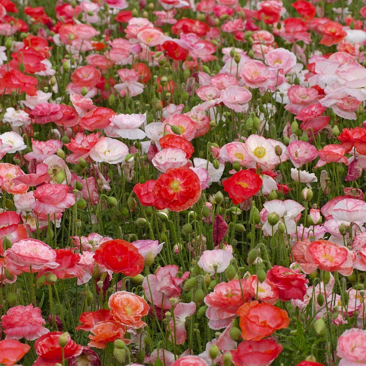 Poppy Verliebt sich Piccolo Seeds
