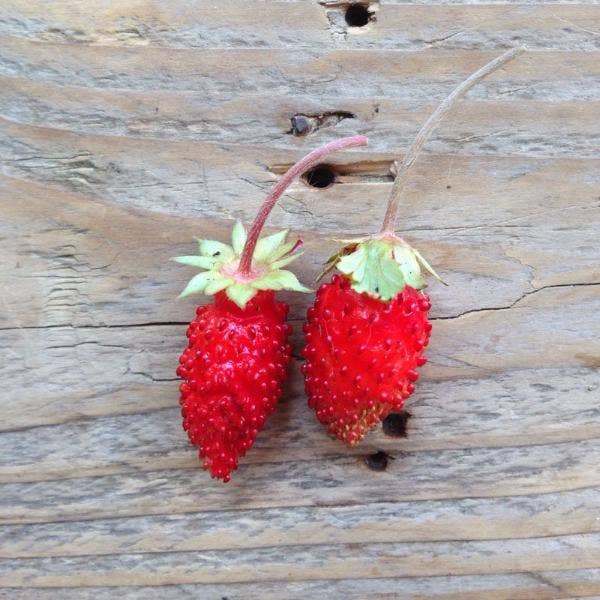 Alpine Erdbeere Baron von Solemacher Piccolo Seeds
