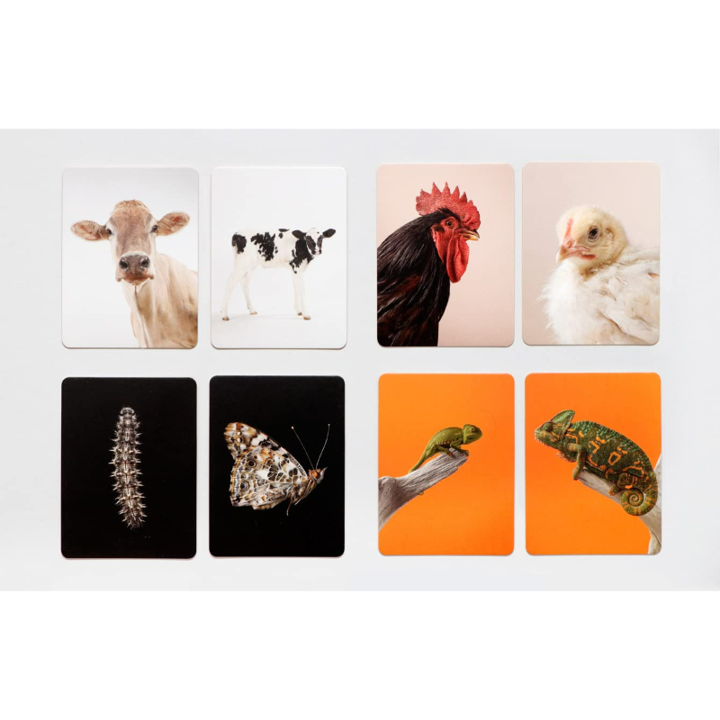 Tierbaby-Memo 'Klein und Groß' Laurence King Verlag