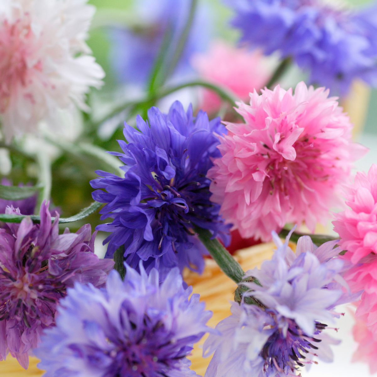 Kornblume Polka-Dot-Mischung  Piccolo Seeds