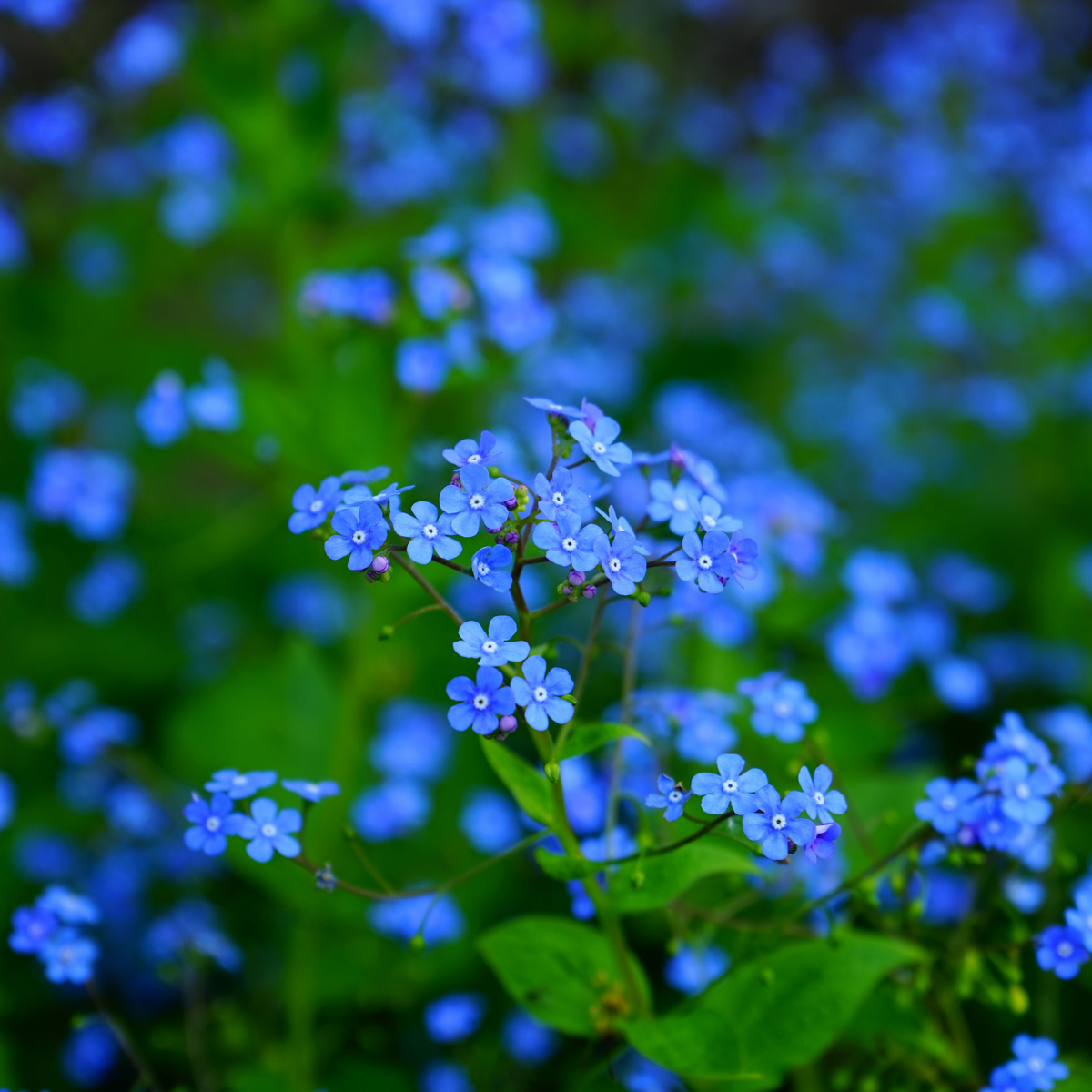 Vergissmeinnicht Indigo Blau  Piccolo Seeds