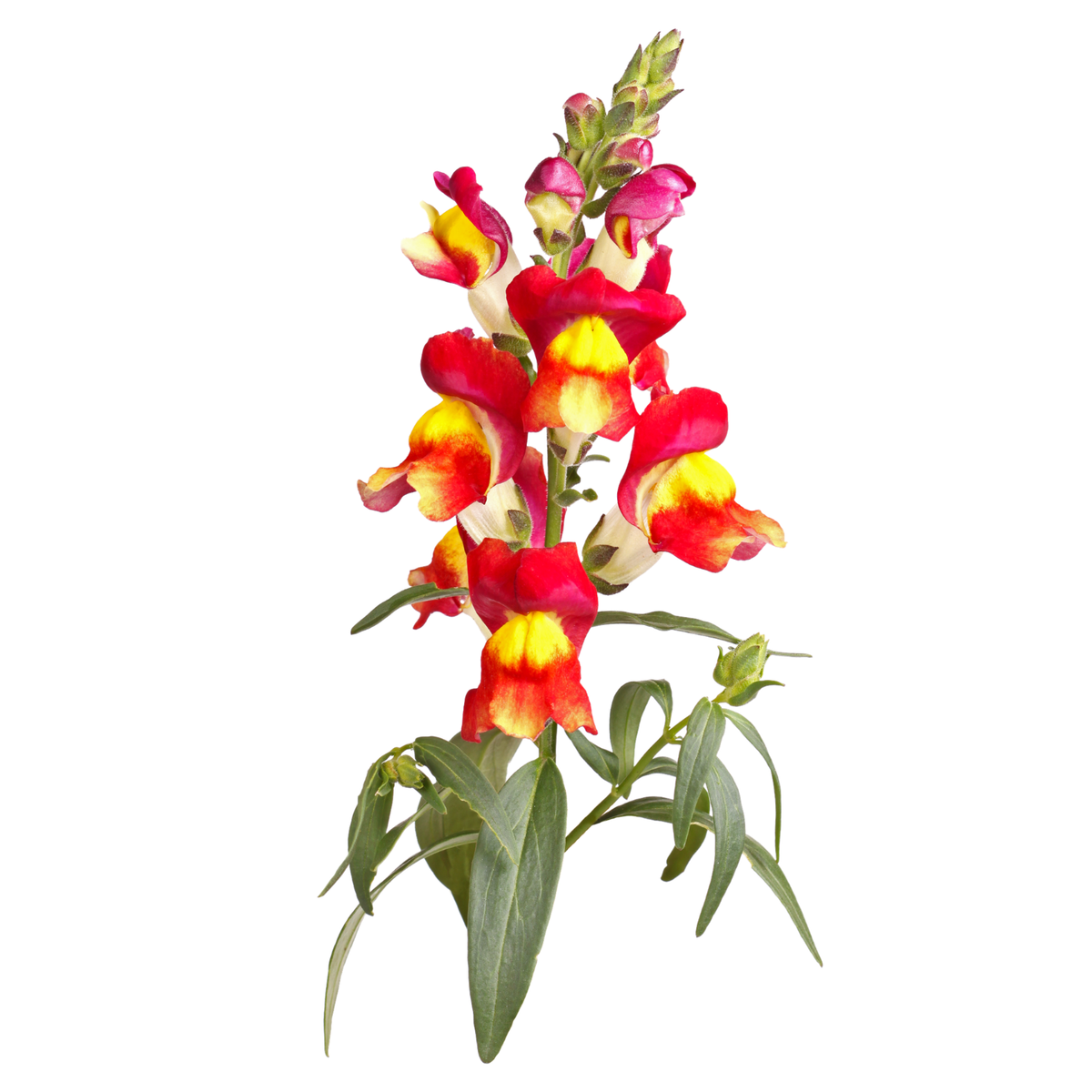 Löwenmäulchen Brighton Rock – historische Sorte  Piccolo Seeds