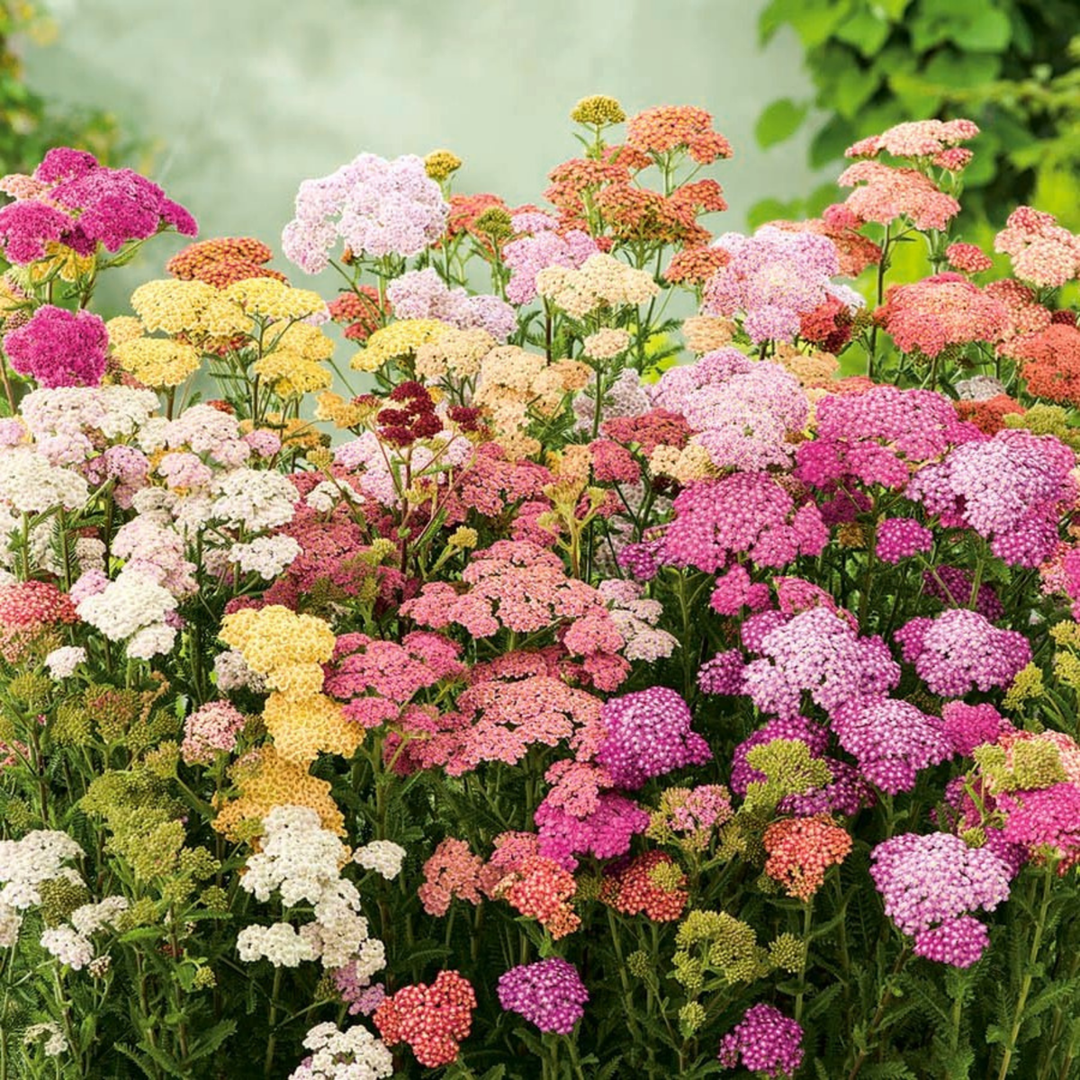 Schafgarbe Colorado Mix Piccolo Seeds